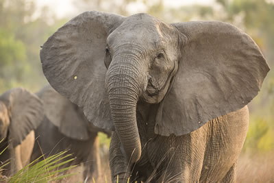 Tuskless matriarch, Valda, has a hole in her right ear that we believe was made by a bullet. ©ElephantVoices.