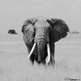 URGENT CALL TO ACTION: PETITION TO THE PRESIDENT OF TANZANIA For those who share our commitment to ending the trophy hunting of Amboseli’s renowned elephants, your signature holds immense power. Please sign and share this crucial petition put together by @wildlifedirect, @elephantvoices, @amboseli_trust and @savetheelephants. This petition is also backed by a unified coalition of signatories from Kenyan-based conservation NGOs, wildlife filmmakers and photographers and safari companies. We are all raising our voices for the protection of these magnificent creatures - please do too! Please sign via the link in our bio. Once again, we are so grateful for your support. 🐘 #notyourtrophy #stoptrophyhuntingnow #killingisnotconservation #savetheelephants