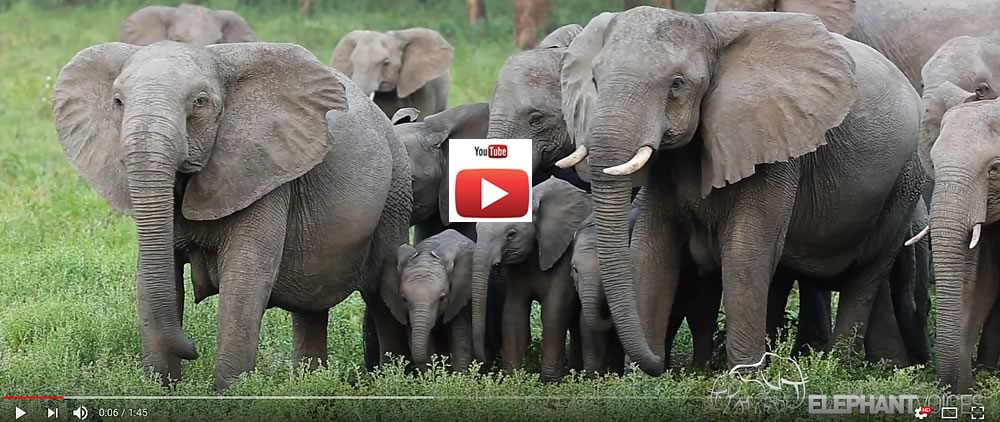 ElephantVoices #behavemoreelephant video