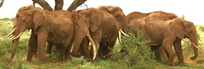 Bull group Amboseli. (©ElephantVoices)