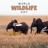 At ElephantVoices, every day is World Wildlife Day - but today, in particular, is a day to celebrate and champion all creatures great and small. ❤ #WorldWildlifeDay #WorldWildelifeDay24 #ElephantVoices #WildlifeConservation