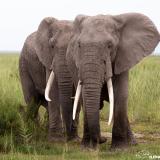 In light of recent tragic events, we want to highlight the behavior of males, their importance in elephant society and the unique challenges they face. (Post 2/6) One evolutionary rationale for male elephants' departure from their natal family units has been to avoid inbreeding. Yet, the paths of independent sexually active males often cross through their family’s home range. Furthermore, genetic studies have shown that males actively avoid breeding with both their close maternal relatives, whom they would know, and their paternal relatives, whom they can have no way of knowing other than, perhaps, by smell. In other words, avoiding inbreeding is unlikely the reason that males leave their families. It is more likely that young males are drawn away by the urge to explore new places and to meet new social partners. We have found that once independent, teenage males spend much of their time associating with families groups with associating males (mixed groups) where they can socialize with male age-mates. While spermatogenesis begins around the age of 10, males do not typically produce sufficient quantities of sperm to inseminate a female until they are around 17 years old. Despite their interest in estrous females at this young age, they are only half the weight of a full adult male and their ability to compete successfully for mating opportunities is severely limited. They must undergo an extended period of growth and social development over another 15-20 years before reaching social maturity when they are attractive to females and can compete with other males for mates. Unlike most other mammals, male elephants continue to grow through most of their adult lives, their growth in height only stopping at around 45 years of age. Consequently, older males tend to be larger and dominant to younger, less experienced males. Throughout their lives males suffer higher mortality than females and only ¼ of males ever reach the age when they are regularly able to complete for females and breed successfully. #notyourtrophy #handsoffourelephants #killingisnotconservation #endtrophyhunting