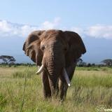 In light of recent tragic events, we want to highlight the behavior of males, their importance in elephant society and the unique challenges they face. (Post 3/5). The long term records of the @amboseli_trust (to which we contributed) show that males experience their first musth period at an average 29 years of age. We have, however, seen males in their late teens in musth. Considering that first musth only lasts a day or so it is likely that we don’t often detect the first musth period experienced by males, which is likely in a male’s early to mid twenties. Musth is characterized by heightened sexual activity and aggression, swollen and secreting temporal glands, dribbling of strong-smelling urine and is accompanied by distinct behavioral displays, including a low-frequency vocalization known as the musth rumble (to learn more visit The Elephant Ethogram and search on musth). This period also coincides with increased levels of circulating testosterone. Young males enter musth around the time when their growth in height begins to slow, allowing them to allocate more energy towards gaining the weight necessary to sustain energetically demanding musth periods. Additionally, at this stage, males have typically surpassed adult females in size and their relationship with females and family groups changes. There is a direct correlation between a male's age and the duration of his musth period. Young males in their twenties may experience musth for only a few days at a time. Males aged between 30 and 35 years typically undergo slightly longer musth periods, lasting a couple of weeks, and may enter and exit musth multiple times within a longer sexually active period. By the time males are in their mid thirties, musth lasts longer and sexual cycles are more distinct, and by 40 years of age, they exhibit a well-defined musth period lasting two to four months, occurring predictably on a yearly cycle. The duration of a male's musth period increases with age until around 50 years old, after which it begins to decrease. #notyourtrophy #handsoffourelephants #killingisnotconservation #endtrophyhunting