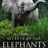 The documentary series ’Secret of the Elephants’ premiers today on @natgeo and will be available to stream from tomorrow on @disneyplus. In this four-part documentary series, executive produced by @jamescameronofficial and narrated by @natalieportman, you will meet @elephantvoices Dr. Joyce Poole, @wildlifedirect Dr. Paula Kahumbu and others, including a lot of elephants! Both Paula and Joyce are @natgeo and Joyce’s brother, @bobpoolefilms, was a director of photography for the series. We really hope you enjoy it! #SecretsOfTheElephants