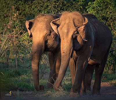 Guida and Maia, the first two elephants getting a new life in Elephant Sanctuary Brazil. Photo: Ana Zinger.