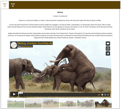 Screenshot from The Elephant Ethogram - Mating behavior