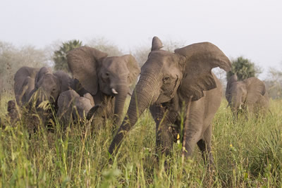 Corajosa leads a Group-Charge by members of the C family of the Urema Clan. Note the distinctive u-shaped tear in her left ear. This family is made up of 19 adult females, five have two tusks, two have one tusk and 12 are tuskless; the family lacks cohesion. ©ElephantVoices.