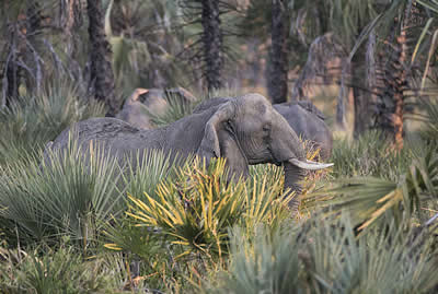 Provocadora and family members in dense Gorongosa habitat. ©ElephantVoices.