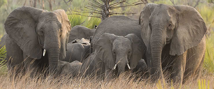 Members of the V family of the Pungue Clan. Facing the camera are Vigilante (left) and matriarch, Valda (right), with Valda's six year old son in the middle. Of the seven adult females in the family, one has two tusks, Vigilante has one, and the remaining five are tuskless. ©ElephantVoices.