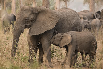 Isabella nursing two calves, one of whom is not hers. ©ElephantVoices.