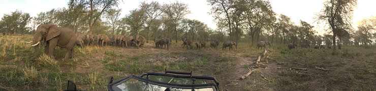 Here we parked 200 meters from the Mabenzi family, and allowed them to approach us. They eventually surrounded our car, some coming as close as four meters. They stayed with us for half an hour. In the picture the closest elephant to us is musth male, Viajante. ©ElephantVoices.