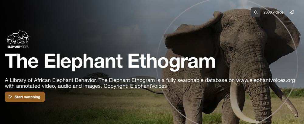 Visit The Elephant Ethogram - with over 3000 video clips, sounds and photos