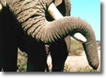 Amboseli elephant, photo by ElephantVoices