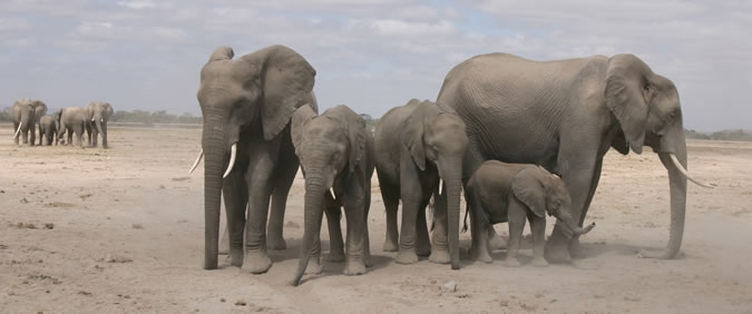 Section of GB family in Amboseli wait for their one-tusked matriarch, Grace, to catch up. (©ElephantVoices)