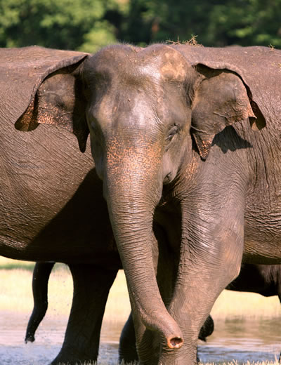 Elephants are socially complex