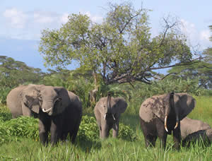 Kilimanjaro elephants (from Tanzania) visiting Amboseli. (©ElephantVoices)