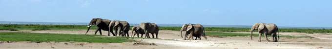 under spidsforhold kan en elefant have et opkaldsområde på tæt på 300 kvadratkilometer. (Kurt ElephantVoices)