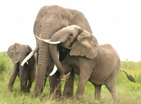 Erin vokaliserer efter parring med Ed. Elefanter producerer en bred vifte af lyde fra meget lavfrekvente rumler til højere frekvens fnys, bjeffer, brøler, råb og andre idiosynkratiske opkald. Asiatiske elefanter producerer også chirps. Den mest anvendte kategori af opkald, i det mindste for afrikanske elefanter, er den meget lave frekvens rumble. Du kan søge efter, lytte til og læse om mange lyde igennem i afsnittet multimedieressourcer - Opkaldstyper og sammenhænge.