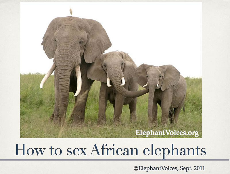 Are Male Or Female Elephants Bigger 
