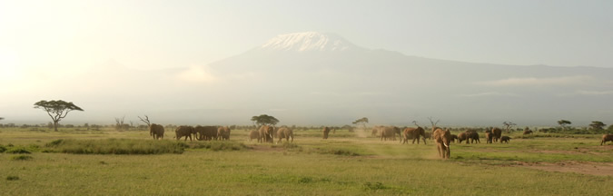 Photo taken from Amboseli towards Kilimanjaro. (©ElephantVoices)