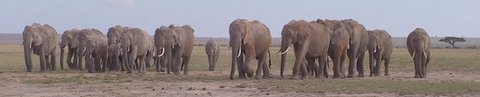 Amboseli elephants. (©ElephantVoices)