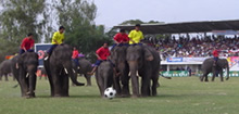 Elephant football, Thailand. (©Bob Poole)
